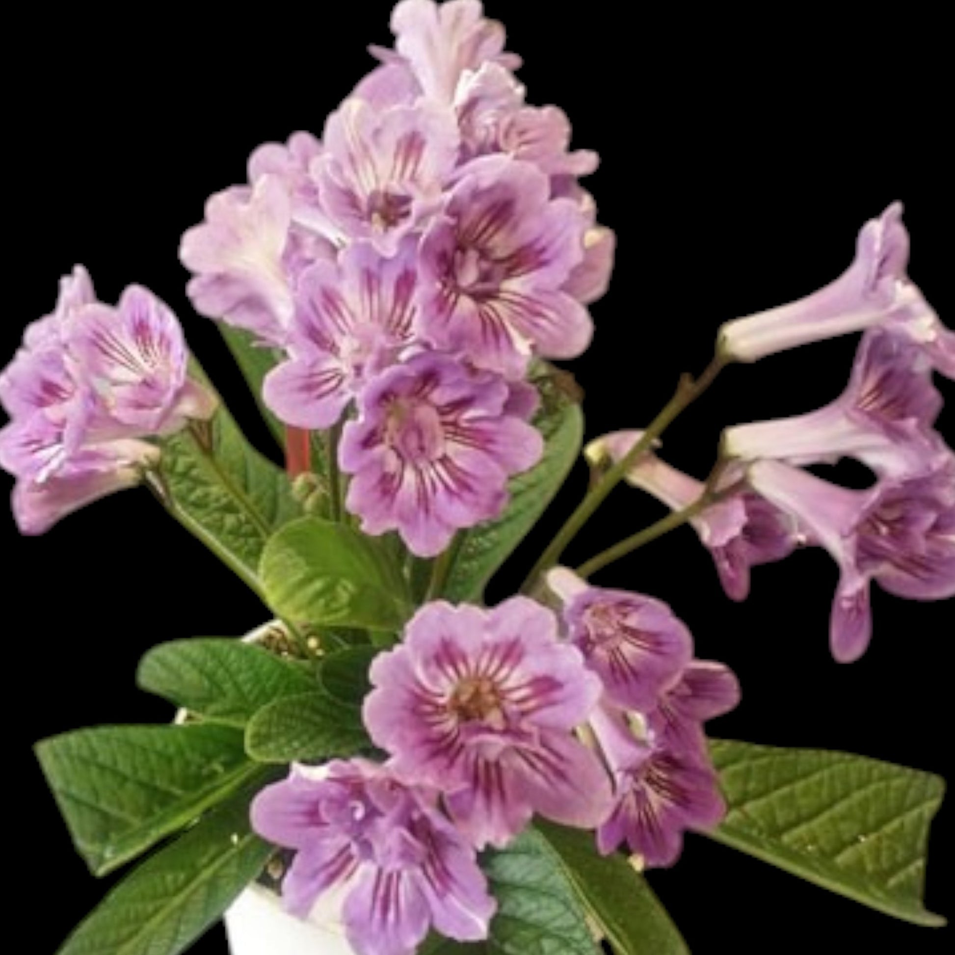 Streptocarpus Bristol's Cat Scratch - Dr. Bill's Orchids, LLC