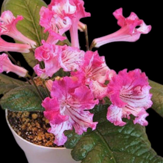 Streptocarpus Bristol's Peppermint - Dr. Bill's Orchids, LLC