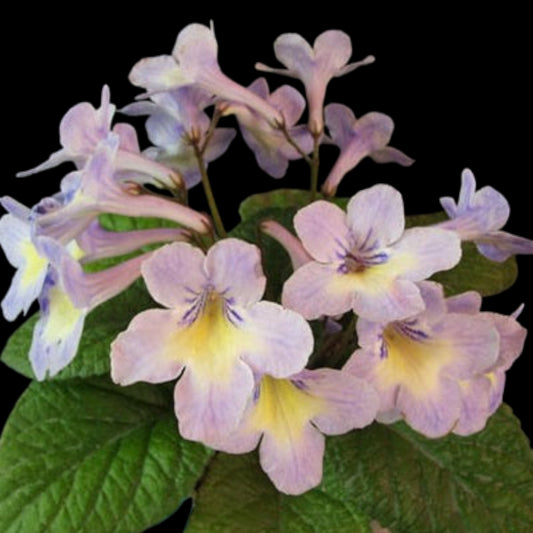 Streptocarpus Bristol's Solar Wind - Dr. Bill's Orchids, LLC