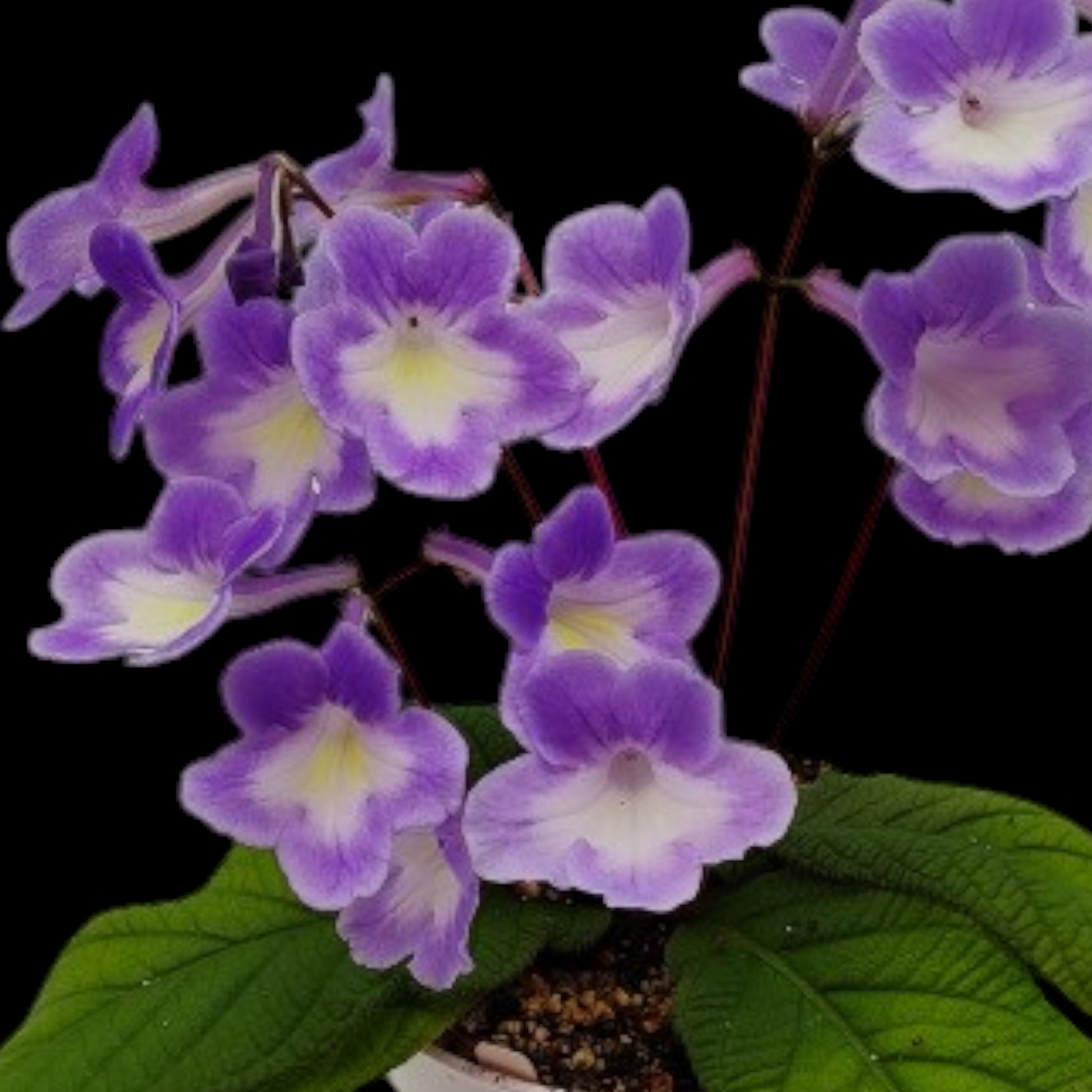 Streptocarpus Bristol's Spring Clouds - Dr. Bill's Orchids, LLC