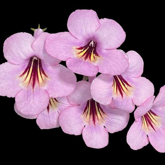 Streptocarpus Bristol's Sunset - Dr. Bill's Orchids, LLC