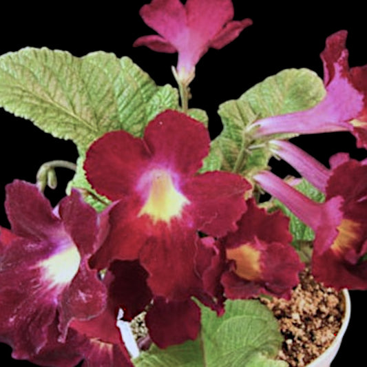 Streptocarpus Bristol's Tropical Sunrise - Dr. Bill's Orchids, LLC