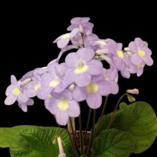 Streptocarpus Bristol's Yumpin Yimminy - Dr. Bill's Orchids, LLC