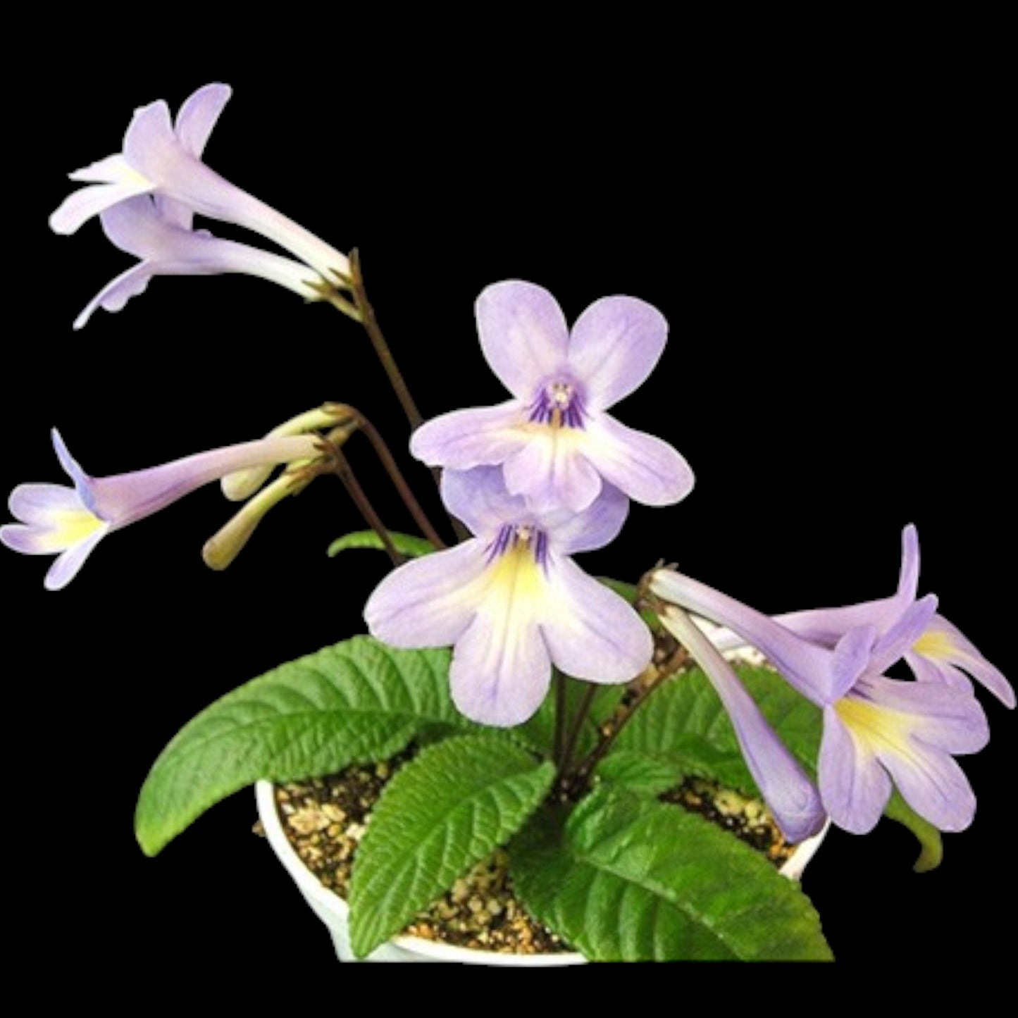 Streptocarpus Fernwood's Minuet - Dr. Bill's Orchids, LLC