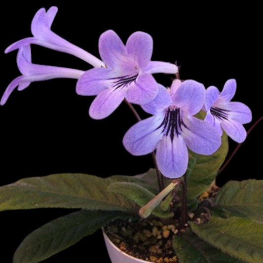 Streptocarpus Fernwood's Silhouette - Dr. Bill's Orchids, LLC