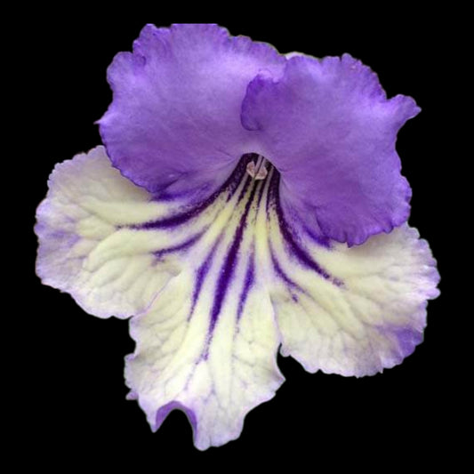 Streptocarpus Party Pinafore - Dr. Bill's Orchids, LLC