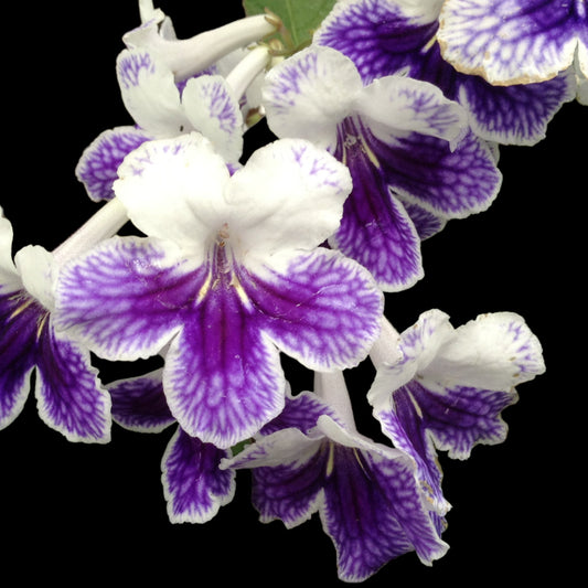 Streptocarpus Purple Panda - Dr. Bill's Orchids, LLC