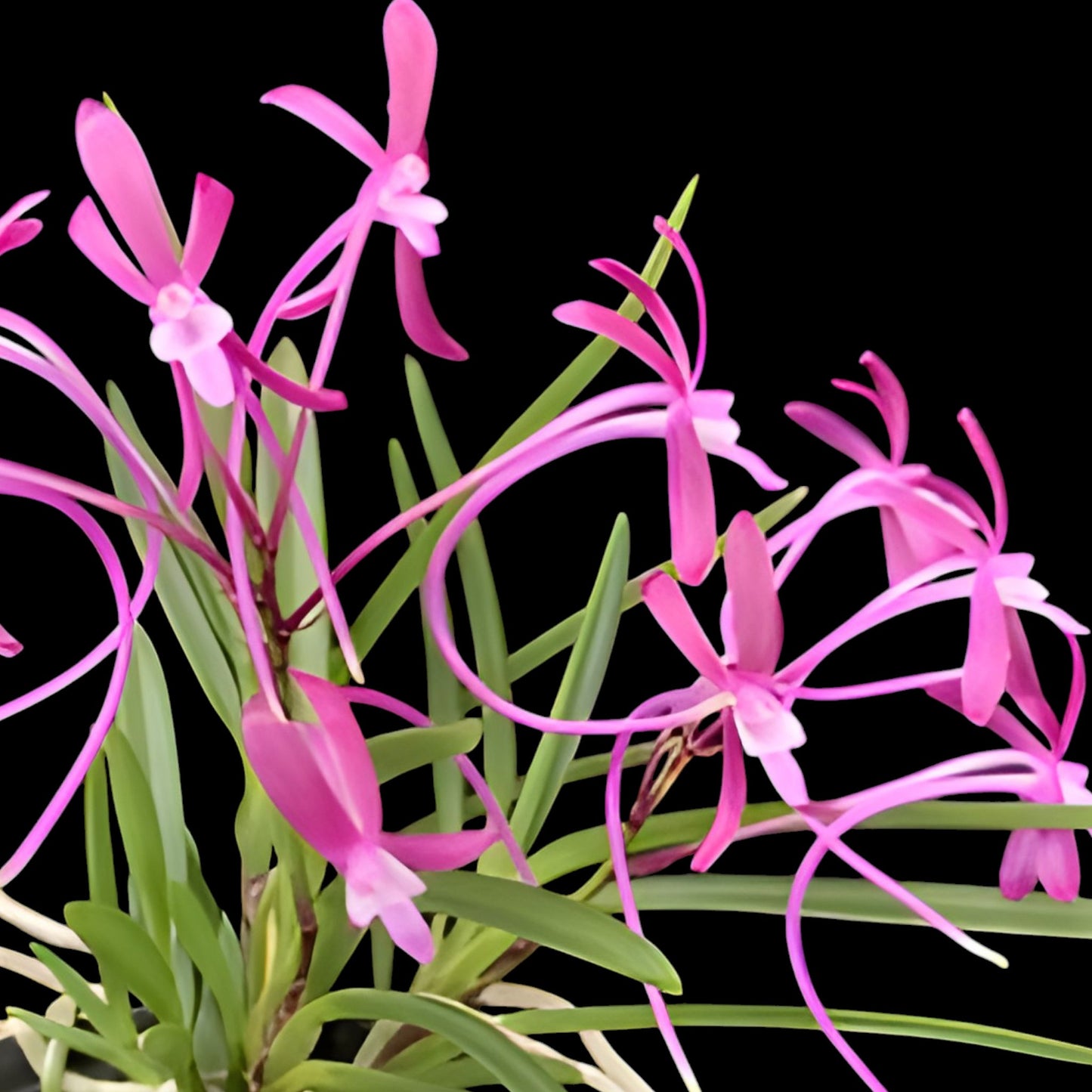 Vanda (Neo) falcata - magenta form - Dr. Bill's Orchids, LLC