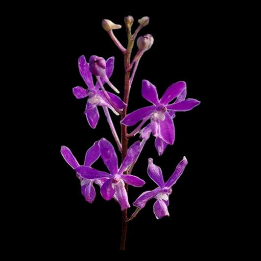 Vanda (Neo) Lou Sneary 'Blue' - Dr. Bill's Orchids, LLC