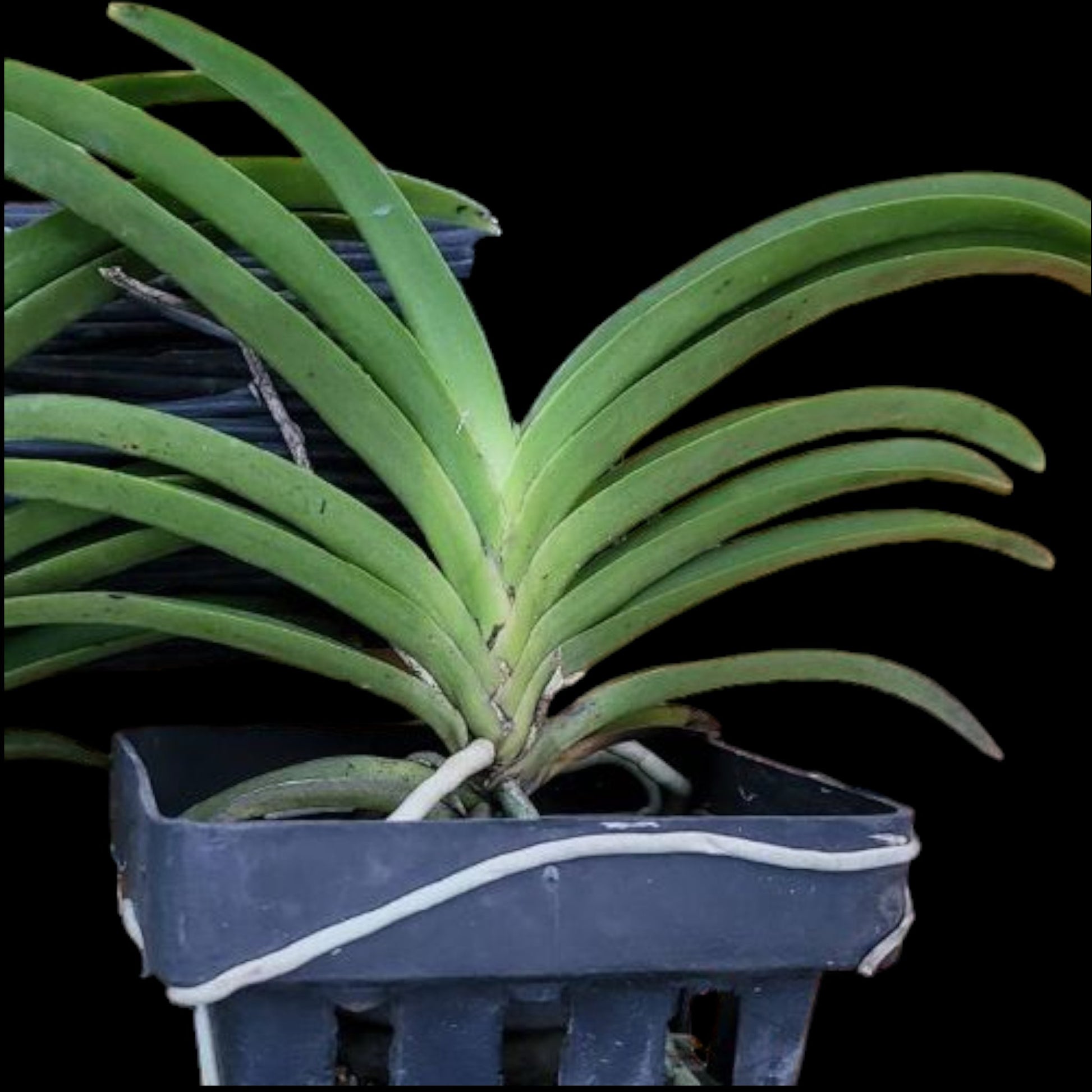Vanda (Neo) Lou Sneary 'Blue' - Dr. Bill's Orchids, LLC