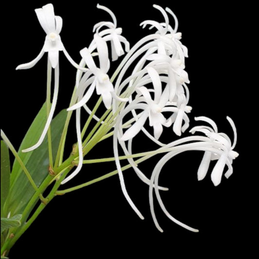 Vanda (Neofinetia) falcata alba form - Dr. Bill's Orchids, LLC