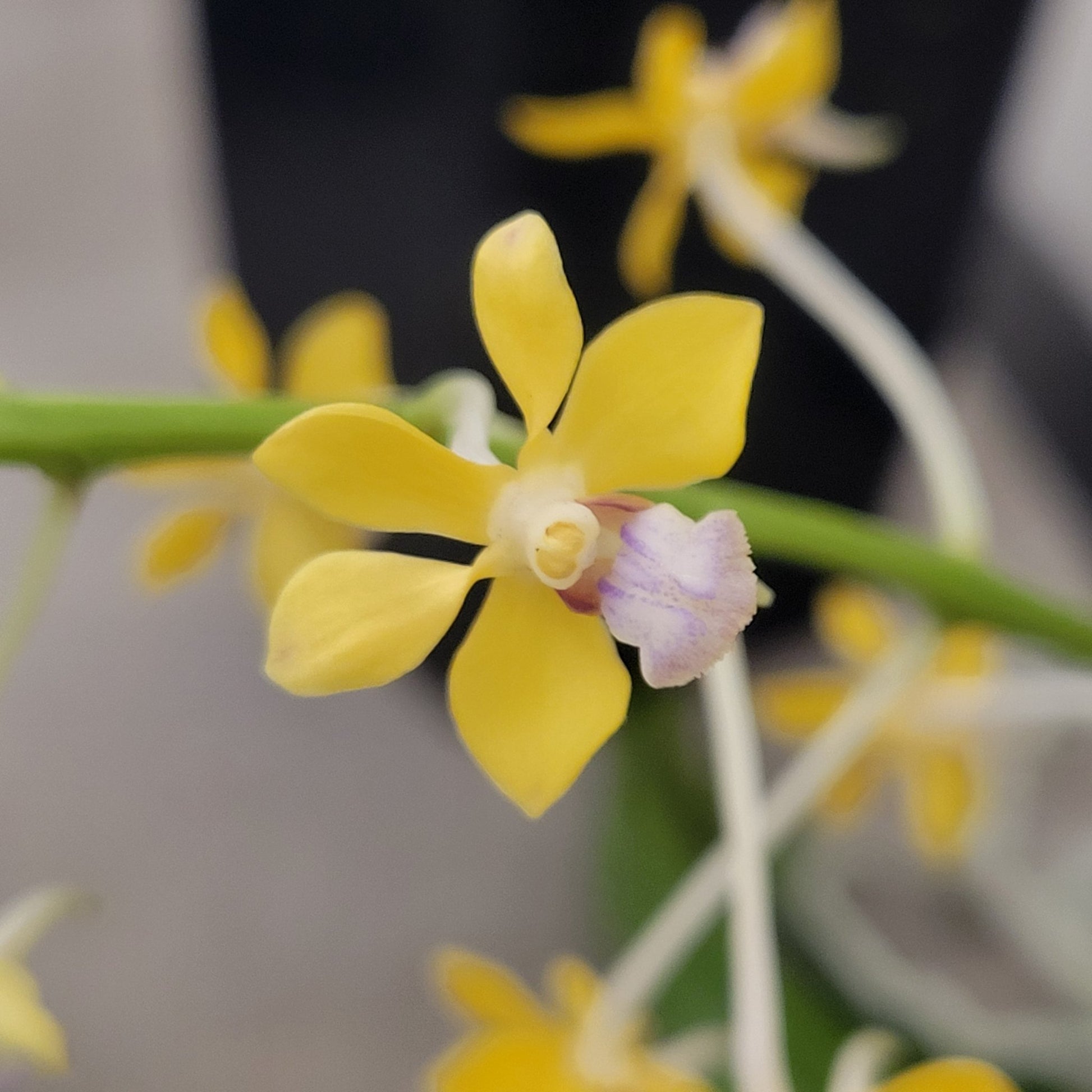 Vanda testacea - Dr. Bill's Orchids, LLC