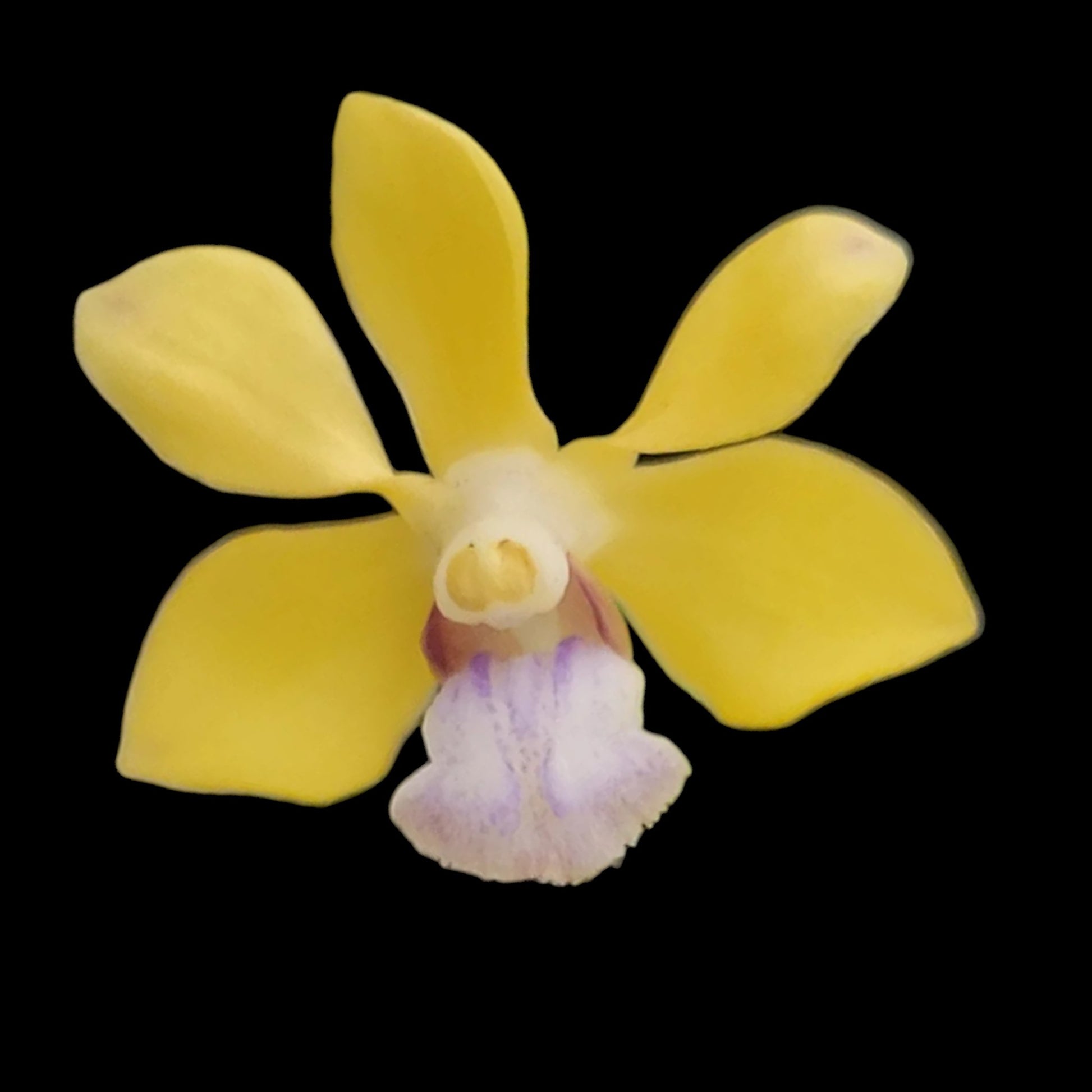 Vanda testacea - Dr. Bill's Orchids, LLC