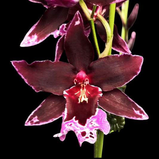 Vuyl. Melissa Brianne 'Dark' - Dr. Bill's Orchids, LLC