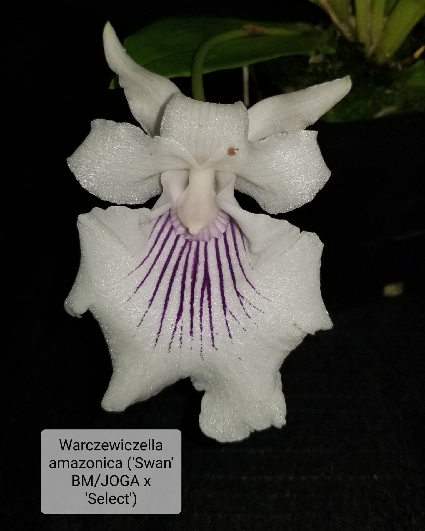 Warczewiczella amazonica x sib - Dr. Bill's Orchids, LLC