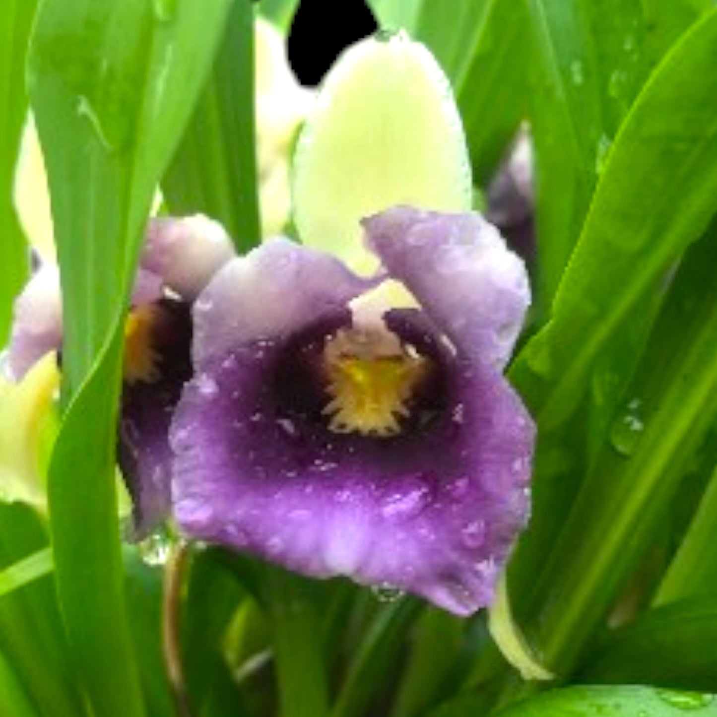 Warczewiczella discolor 'Oside's Jester' - Dr. Bill's Orchids, LLC