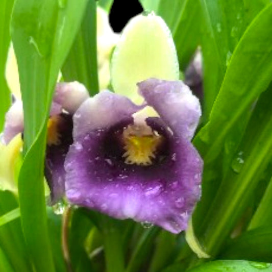 Warczewiczella discolor 'Oside's Jester' - Dr. Bill's Orchids, LLC