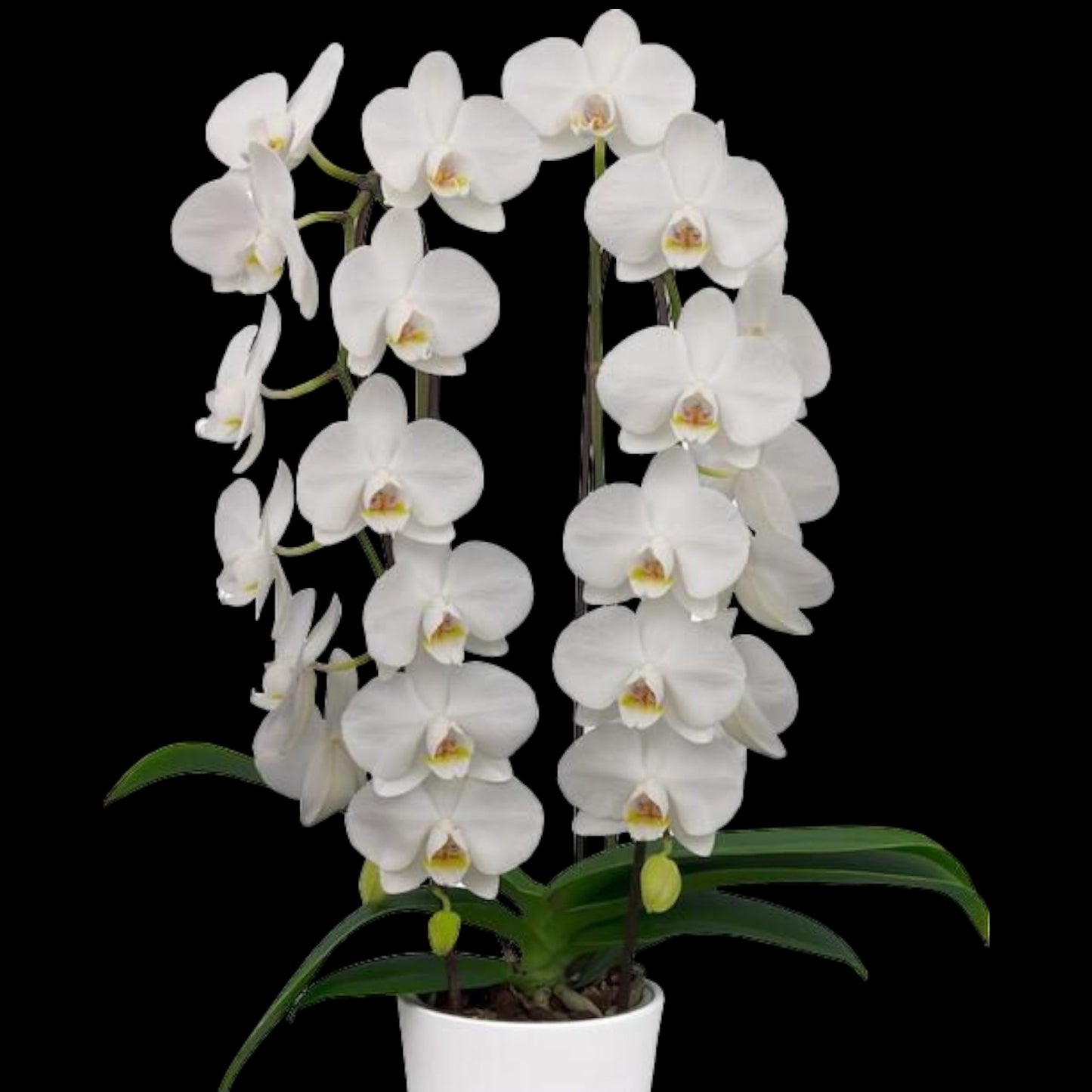 WHITE Bud/Bloom Phalaenopsis Wholesale - Dr. Bill's Orchids, LLC