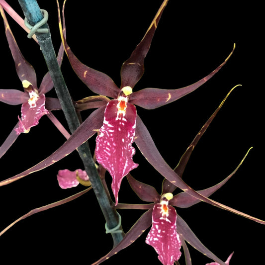 Whm. Pinot Princess ‘Scary’ - Dr. Bill's Orchids, LLC