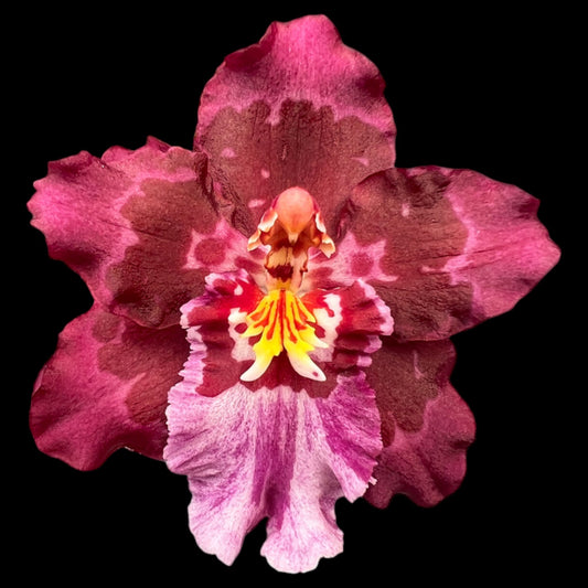 Wils. Lisa Devos 'Burgundy' AM/AOS - Dr. Bill's Orchids, LLC