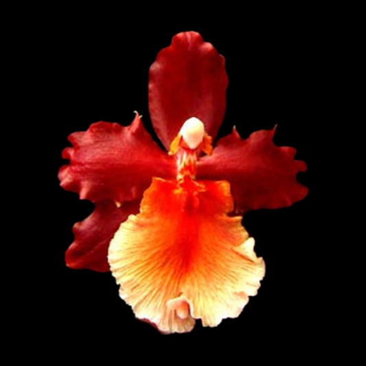 Wils. Pacific Perspective ‘Pacific Heat’ - Dr. Bill's Orchids, LLC