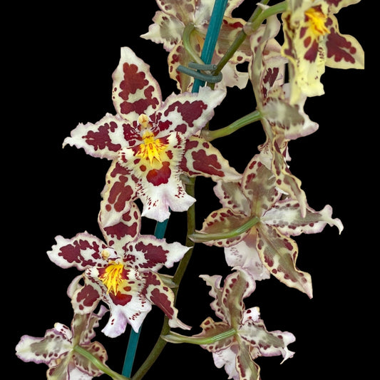 Wils. Tan Treasures 'Lavender Picotee' - Dr. Bill's Orchids, LLC