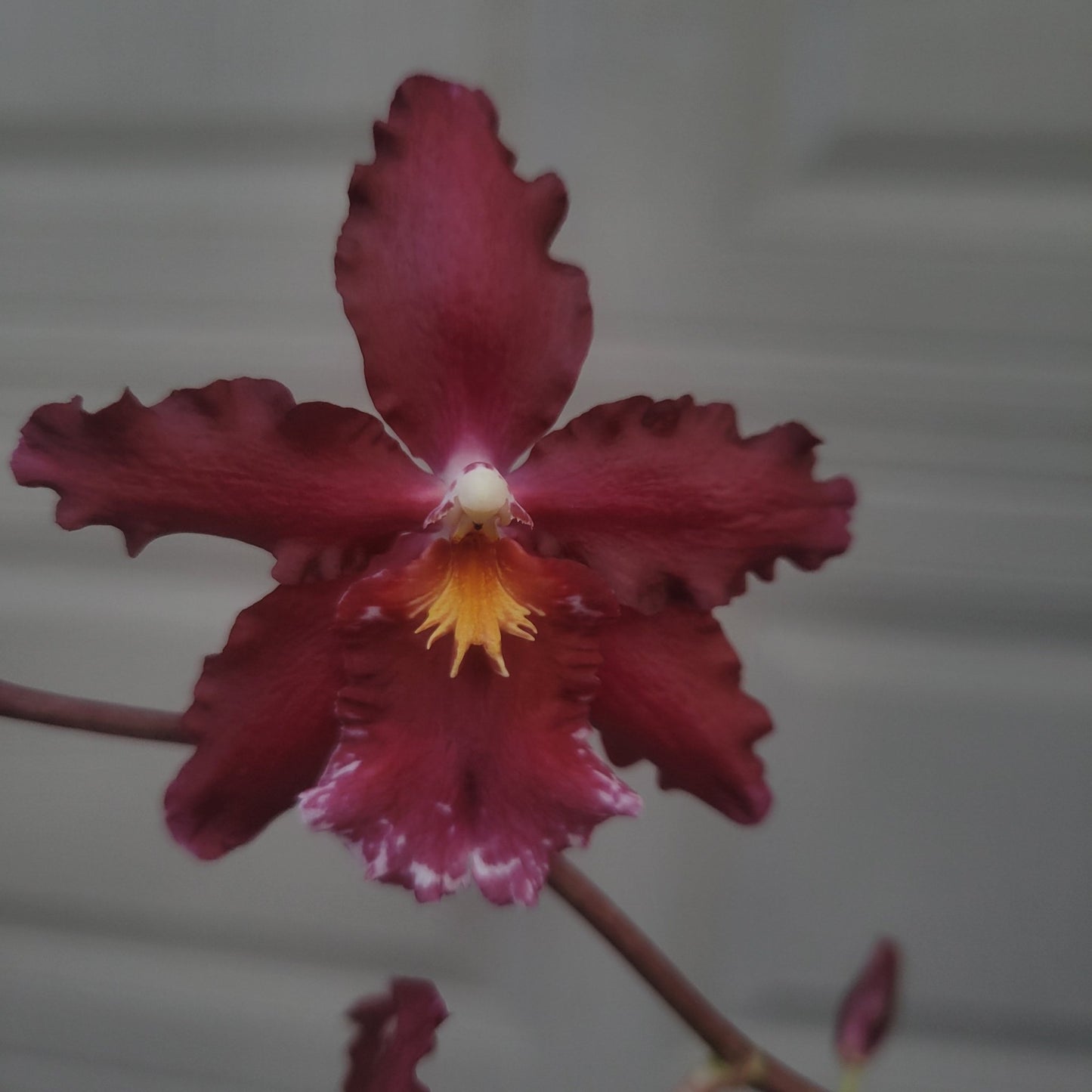 Wilsonara Pacific Lust 'Lady Chatterley' - Dr. Bill's Orchids, LLC