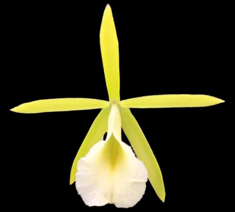 Wk of 10/21/24 Bud/spike Cattleya 1 - Dr. Bill's Orchids, LLC