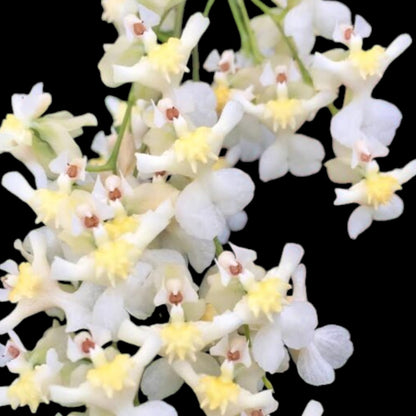 Wk of 10/21/24 Bud/spike orchid assortment 1 - Dr. Bill's Orchids, LLC