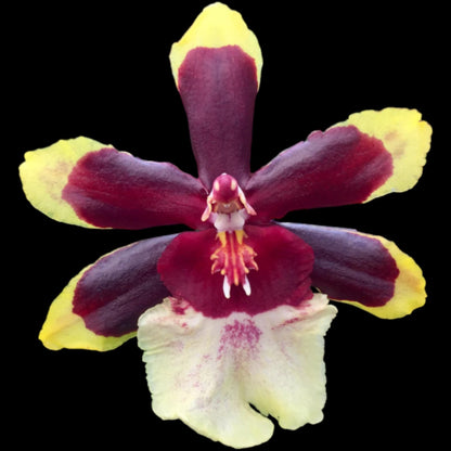 Wk of 9/2/24 Bud/spike orchid assortment - Dr. Bill's Orchids, LLC