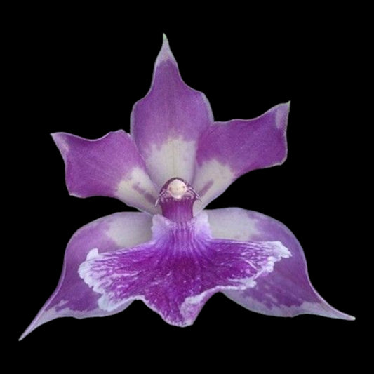 Zygonisia Murasakikomachi - Dr. Bill's Orchids, LLC