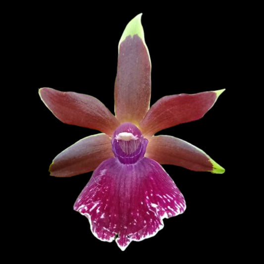 Zygopetalum Louisendorf - Dr. Bill's Orchids, LLC