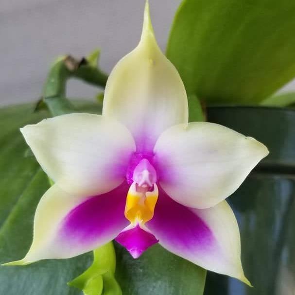 Phal bellina ('Splendid' x 'Surprise') - Dr. Bill's Orchids, LLC