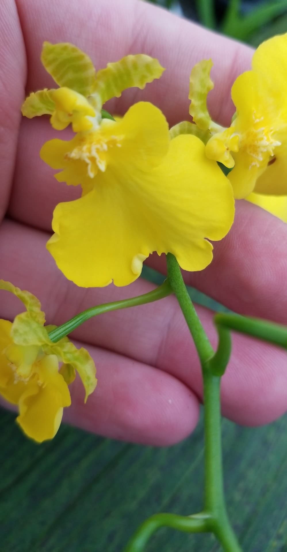 Oncidium Sweet Sugar 'Lemon Drop' - Dr. Bill's Orchids, LLC