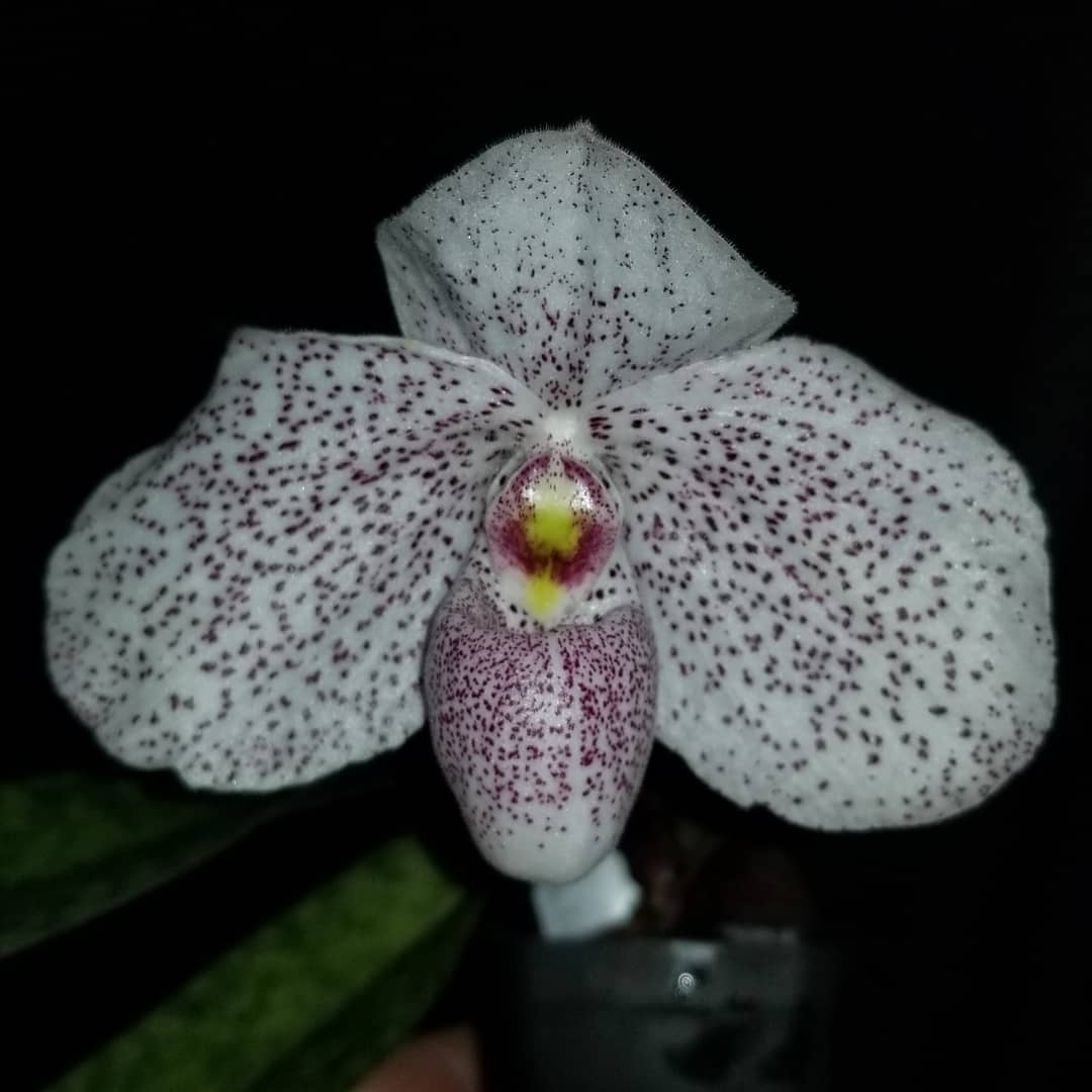 Paph. Vanda Pearman - Dr. Bill's Orchids, LLC