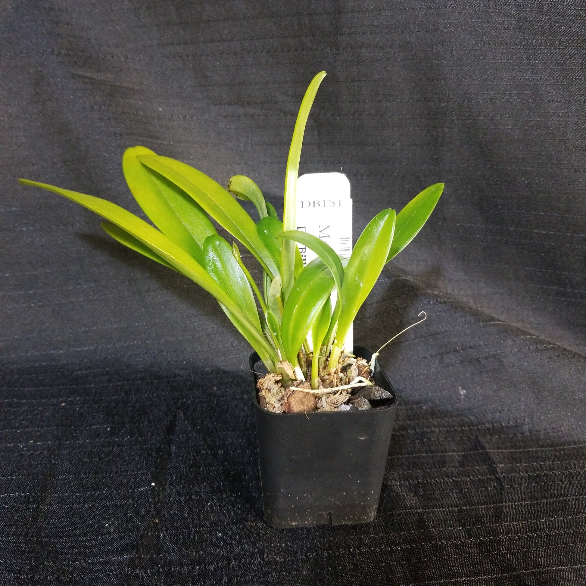 Masdevallia weberbaueri - Dr. Bill's Orchids, LLC