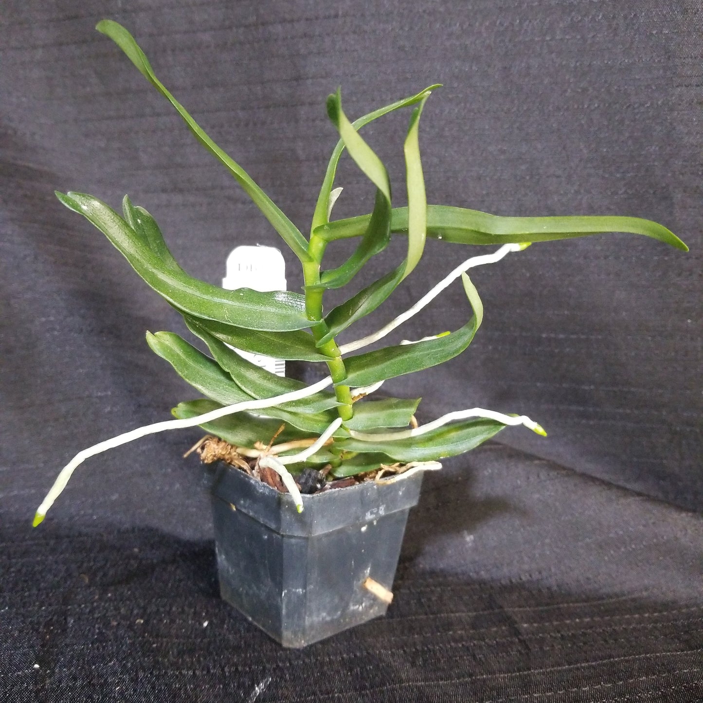 Oeoniella polystachys - Dr. Bill's Orchids, LLC