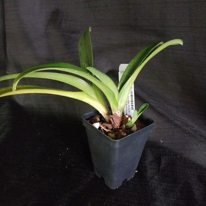 Paph (Crazy Horse 'White Cloud' x Winston Churchill 'Indomitable' FCC/AOS) - Dr. Bill's Orchids, LLC