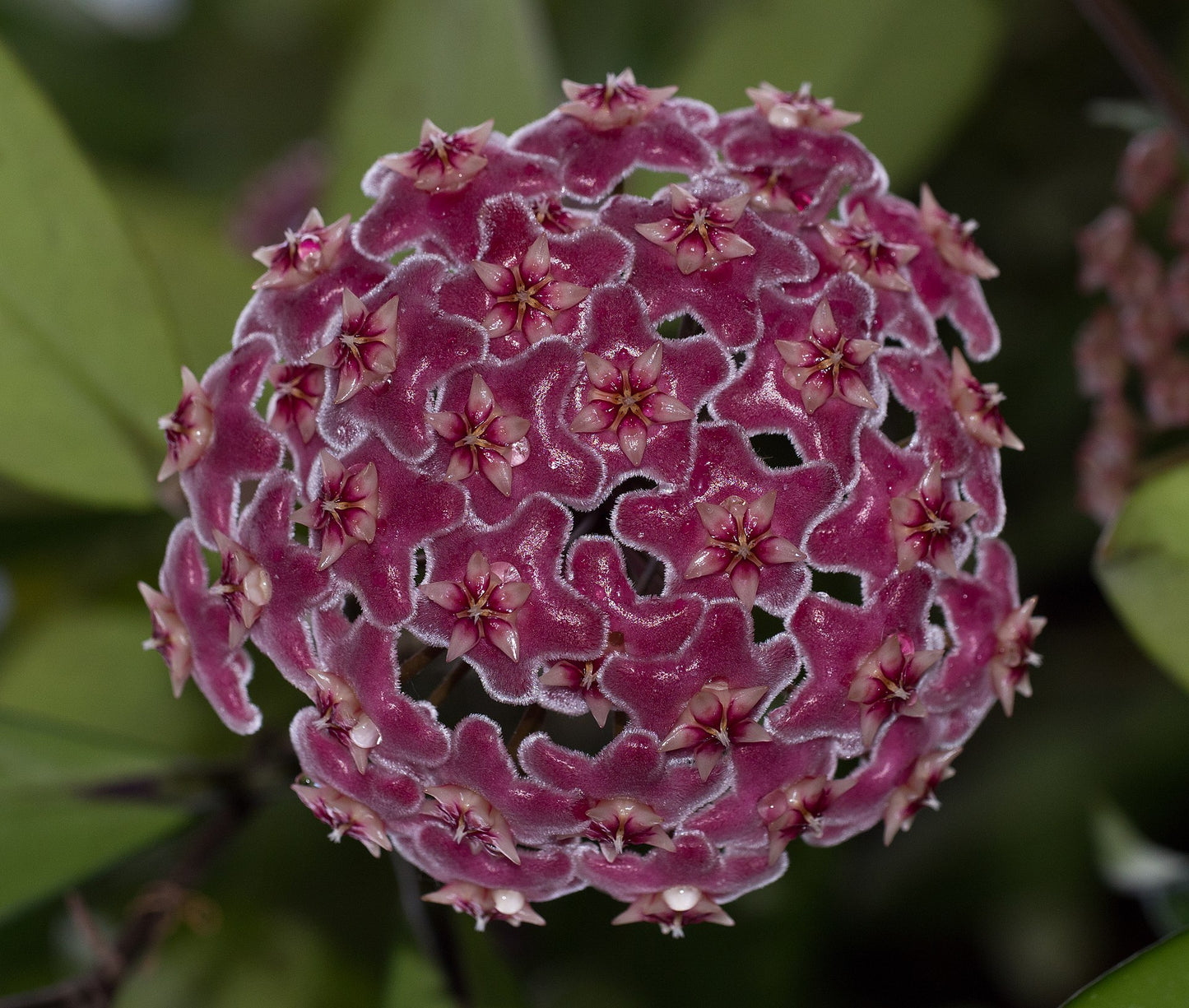 Hoya publicalyx - Dr. Bill's Orchids, LLC
