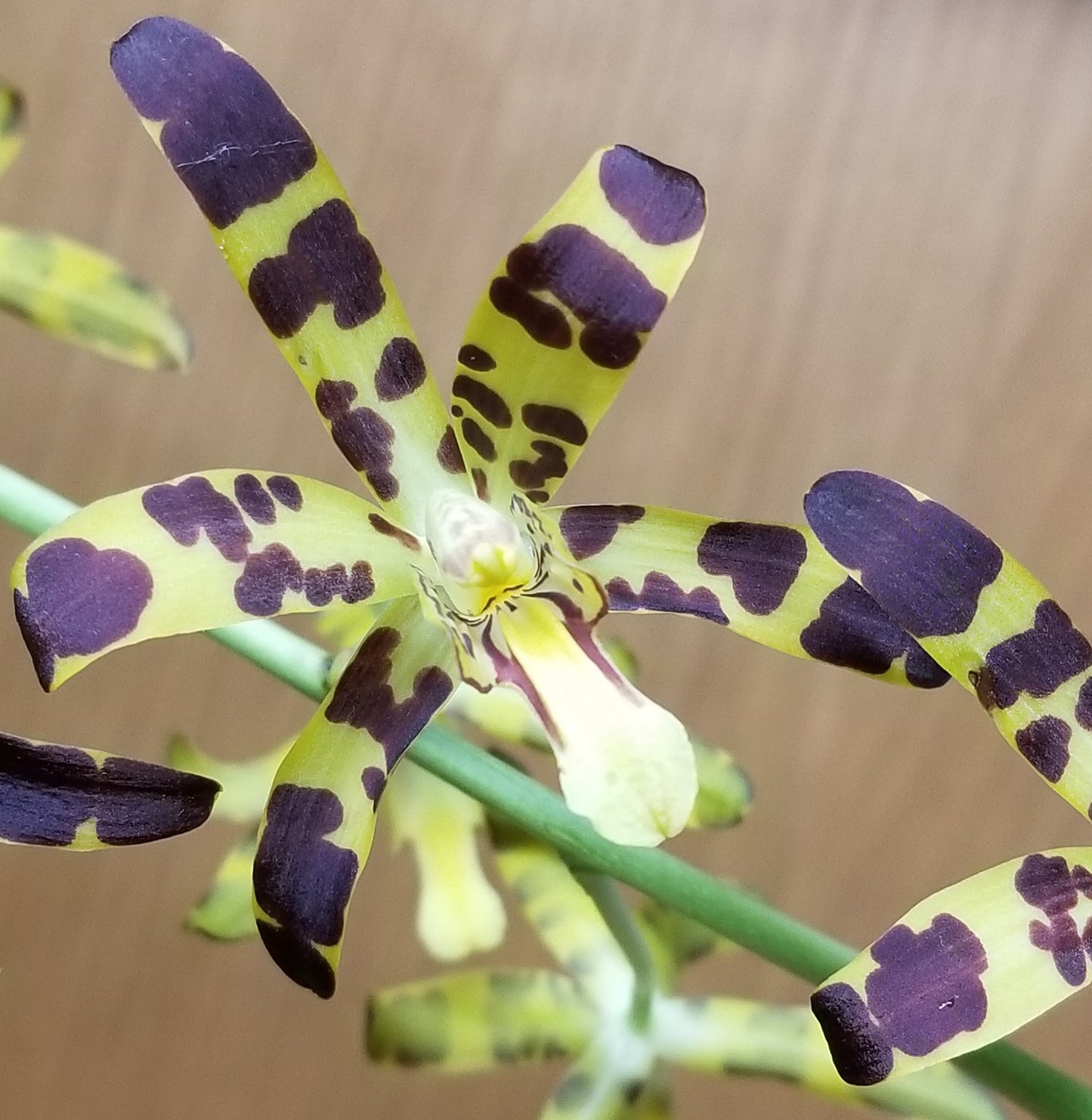 Ansellia gigantea var Nilotica 'Waunakee' AM/AOS - Dr. Bill's Orchids, LLC