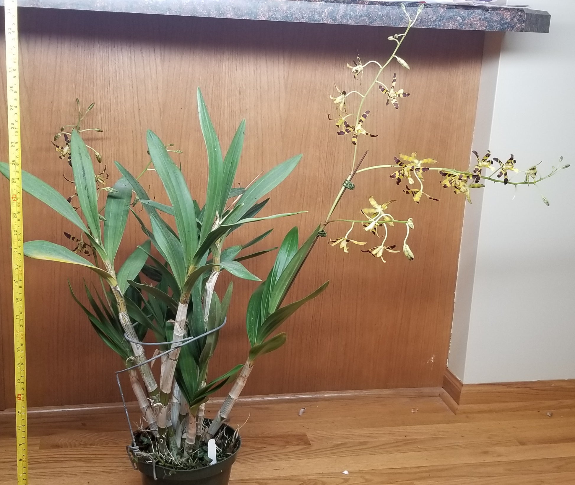 Ansellia gigantea var Nilotica 'Waunakee' AM/AOS - Dr. Bill's Orchids, LLC