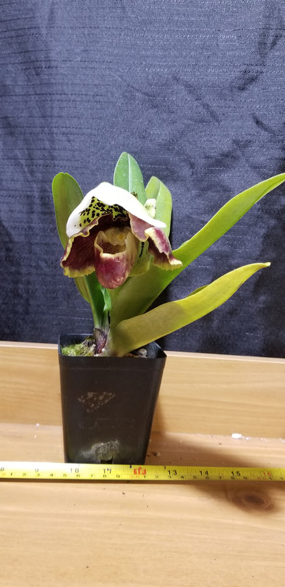 Paph (Yi Ying Colorful Clouds x Eagle Heart) - Dr. Bill's Orchids, LLC