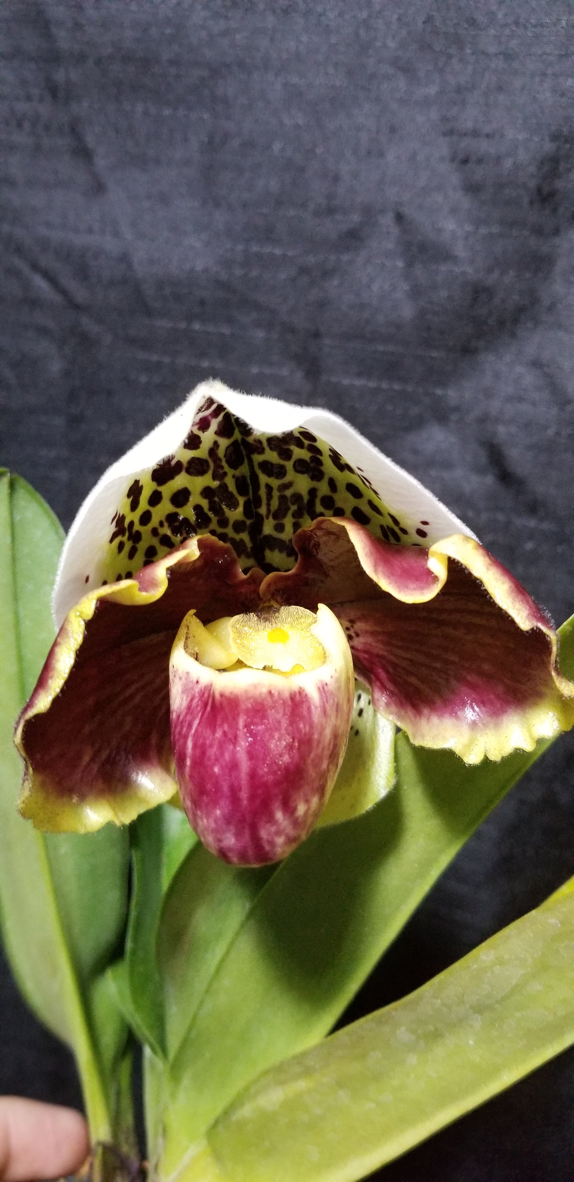 Paph (Yi Ying Colorful Clouds x Eagle Heart) - Dr. Bill's Orchids, LLC