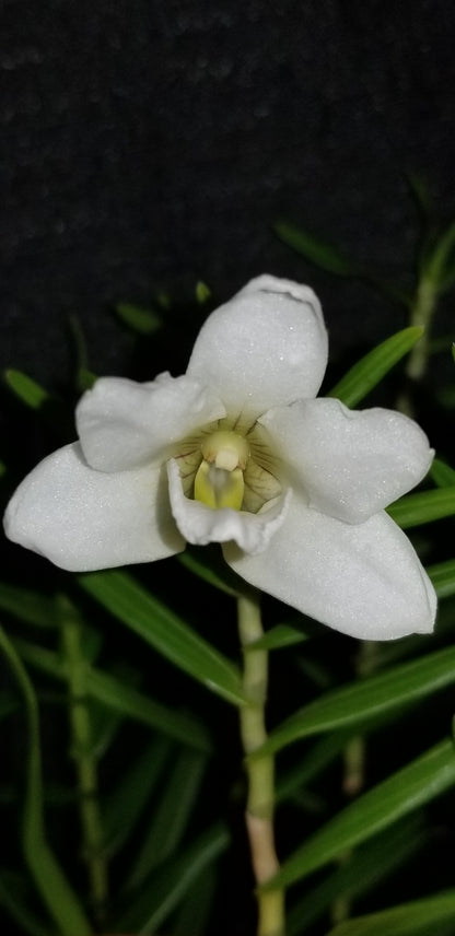 Dendrobium auriculatum - Dr. Bill's Orchids, LLC