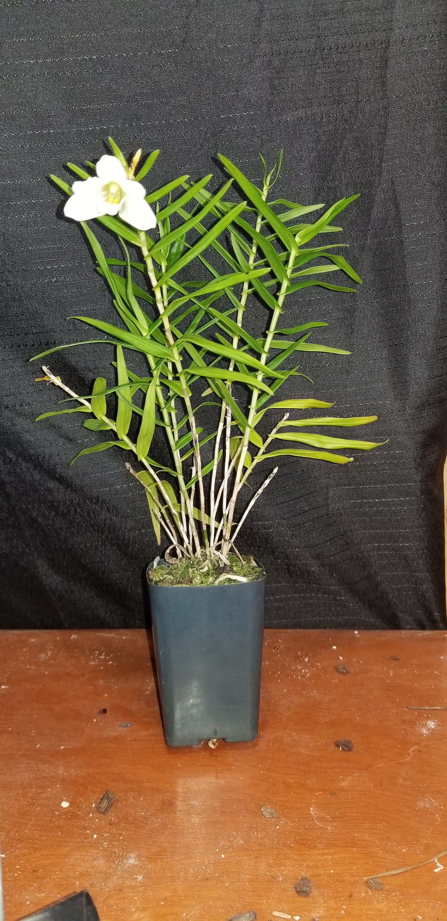 Dendrobium auriculatum - Dr. Bill's Orchids, LLC