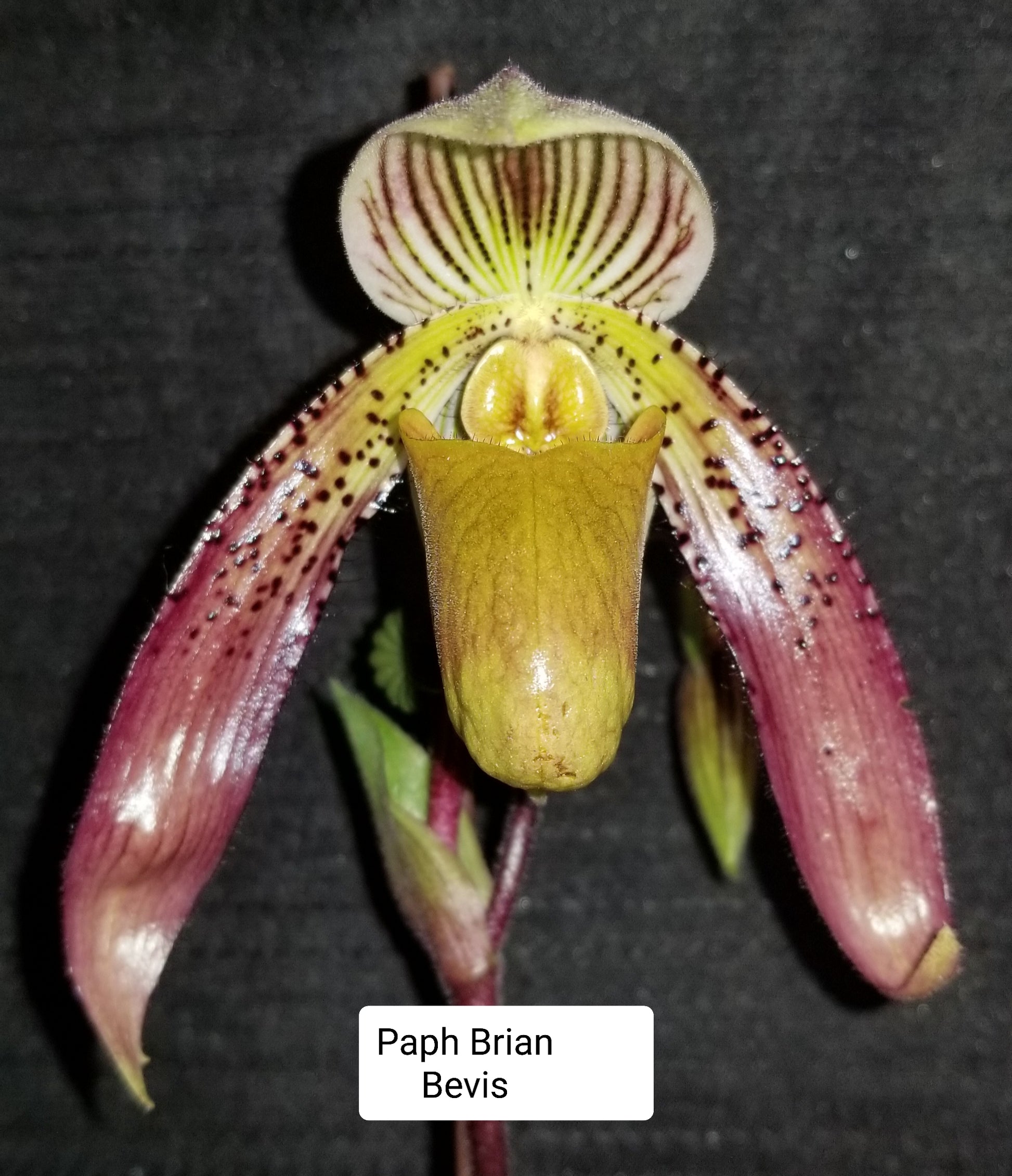 Paph Brian Bevis - Dr. Bill's Orchids, LLC