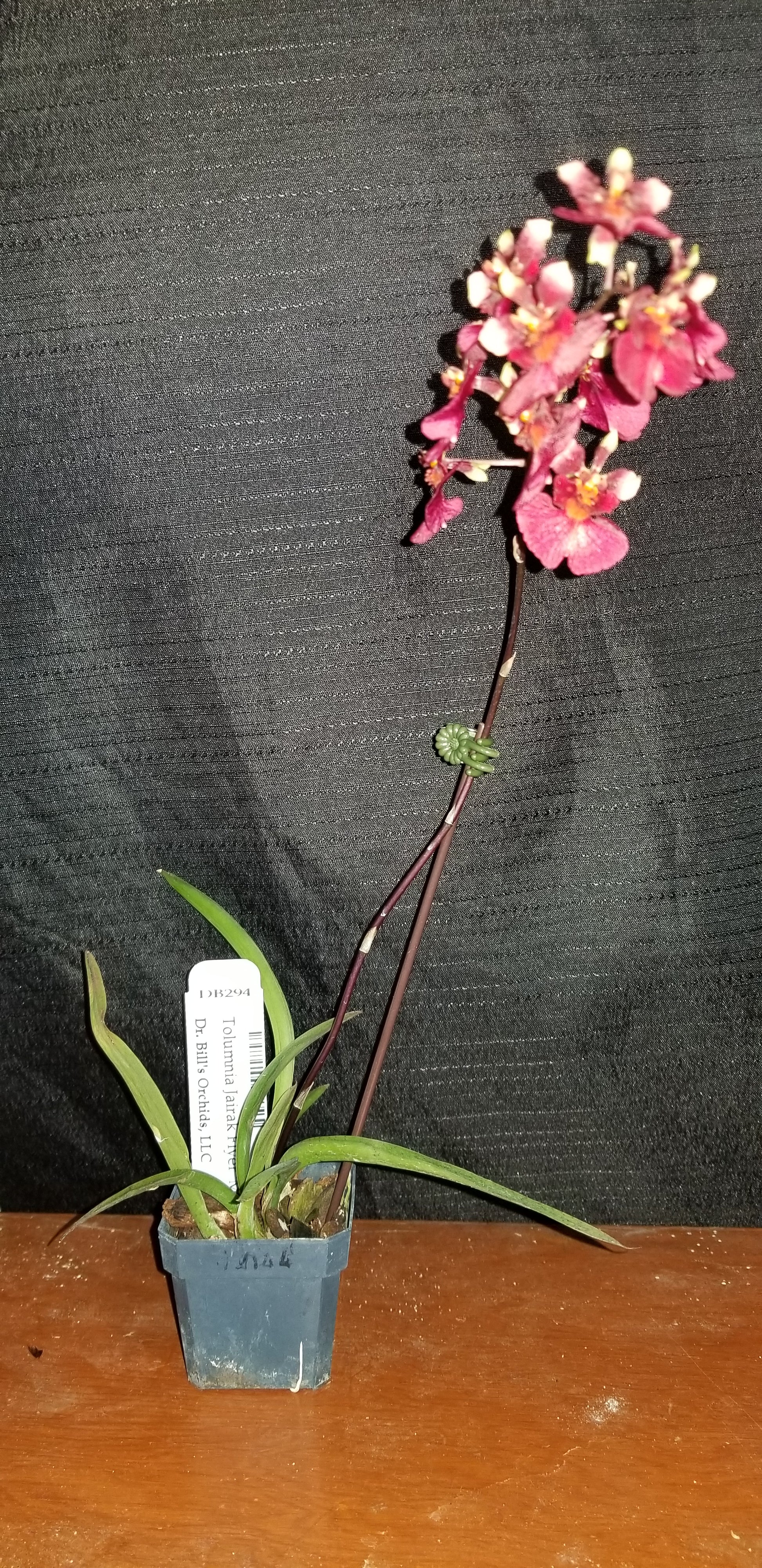 Tolumnia Jairak Flyer 'MO 01' - Dr. Bill's Orchids, LLC