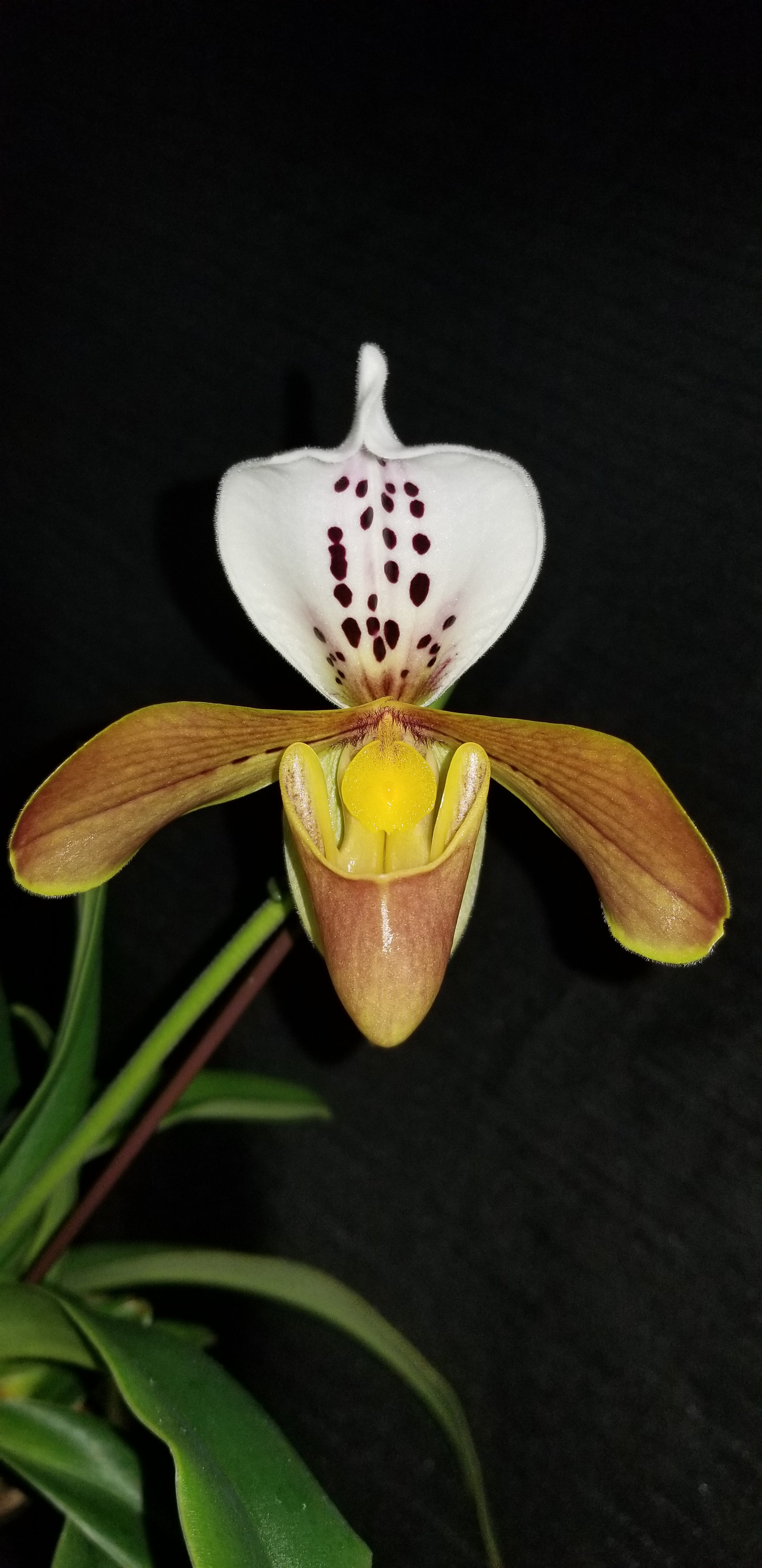 Paph gratrixianum - Dr. Bill's Orchids, LLC