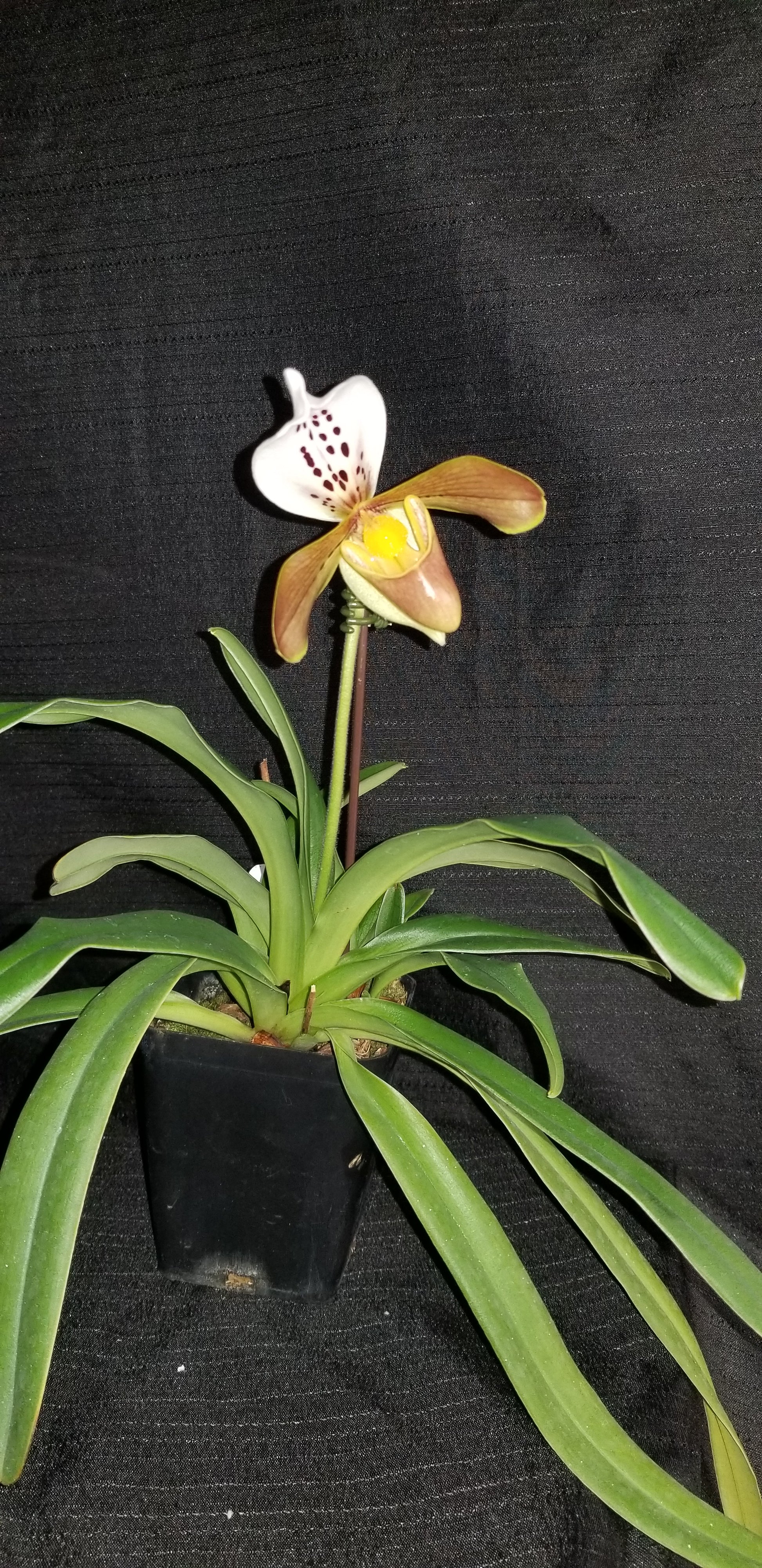Paph gratrixianum - Dr. Bill's Orchids, LLC