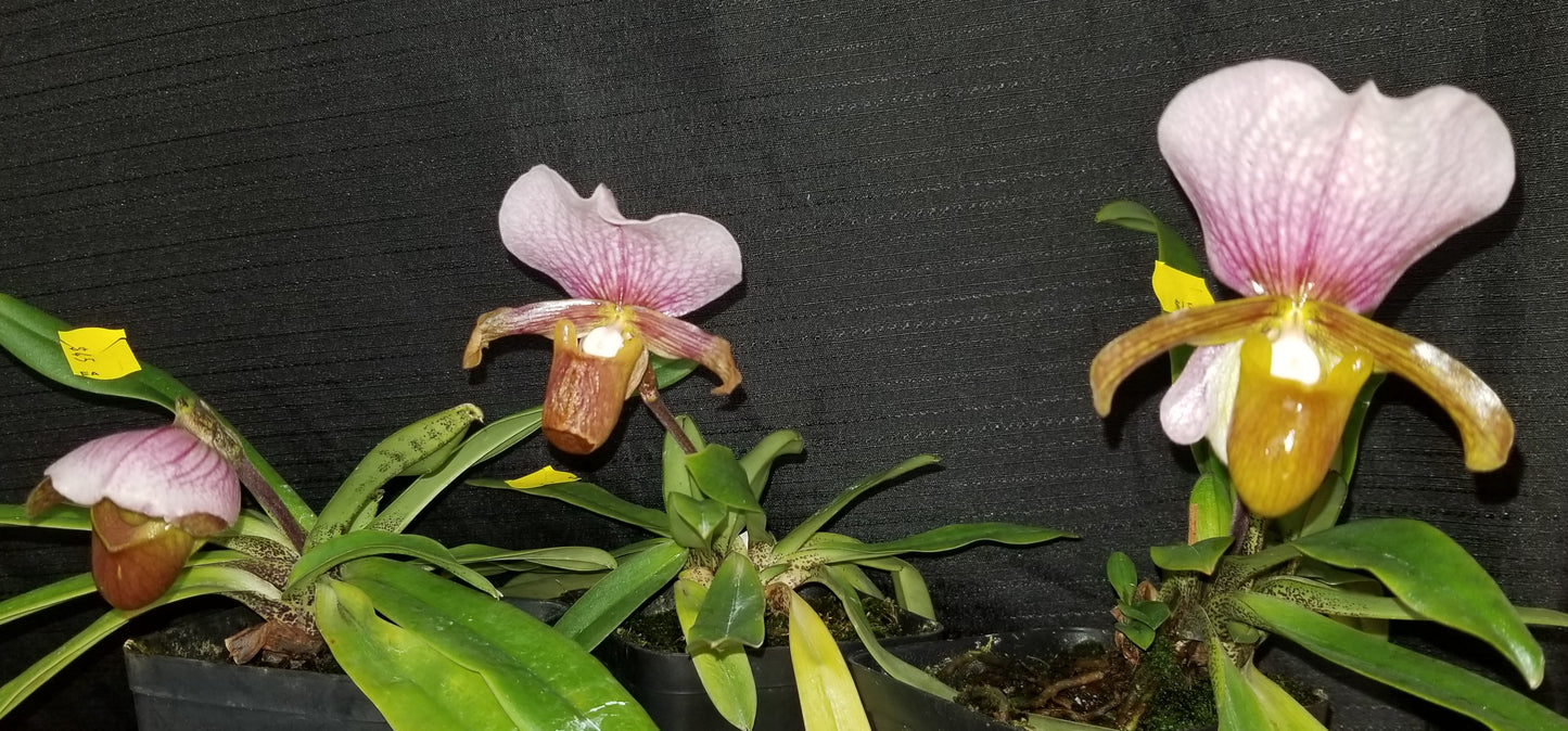 Paph charlesworthii x sib - Dr. Bill's Orchids, LLC